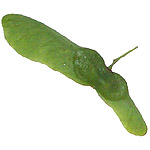 Acer campestre seed