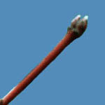Acer circinatum double buds