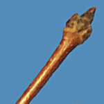 Acer griseum bud