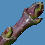 Acer macrophyllum bud