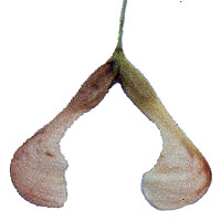 Acer negundo samara