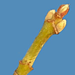 Acer negundo bud