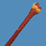 Acer palmatum dissectum buds