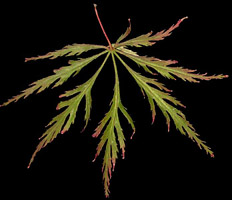 Acer palmatum var. dissectum leaf