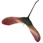 Acer palmatum seed
