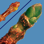 Acer platanoides fall bud - insert of winter bud