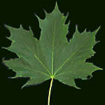 Acer platanoides leaf