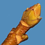 Acer pseudoplatanus bud