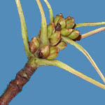 Acer saccharinum clustered buds