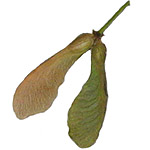 Acer saccharinum seed