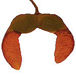 Acer saccharum seed