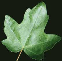 Acer campestre leaf