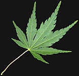 Acer palmatum leaf