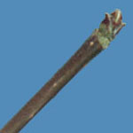 Acer campestre bud