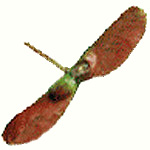 Acer circinatum seed