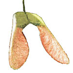 Acer pseudoplatanus seed