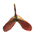 Acer rubrum seed