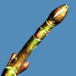 Acer glabrum bud