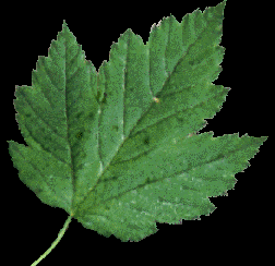 Acer glabrum leaf