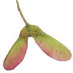 Acer glabrum seed
