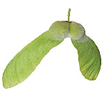 Acer griseum