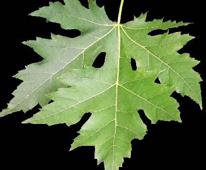 Acer macrophyllum leaf