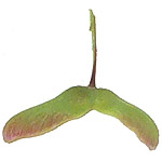 Acer palmatum var. dissectum seed
