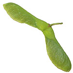 Acer platanoides seed