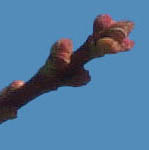 Acer rubrum bud