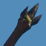 Acer saccharum bud