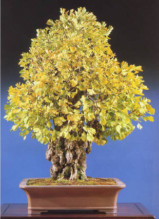 http://www.ginkgo.biloba.online.fr/bonsai/ginkgo/gb-bonsai.jpg