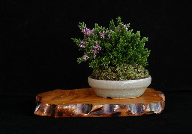 Calluna accent