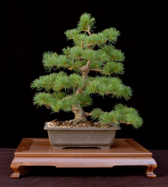 White pine on stand