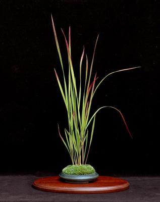 Imperata cylindrica. Pot: Kevin Thompson.