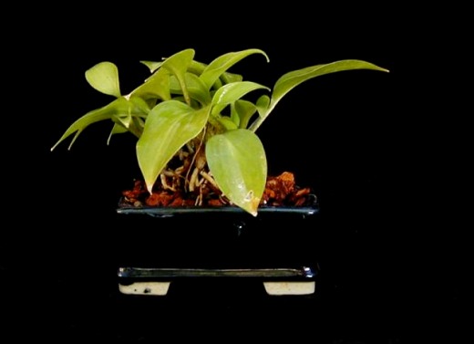 Hosta `Shining Tot'