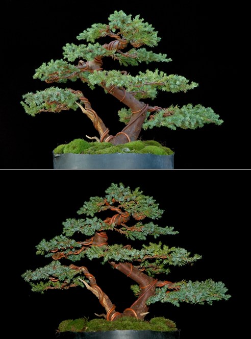Comparison of flash with daylight+backdrop