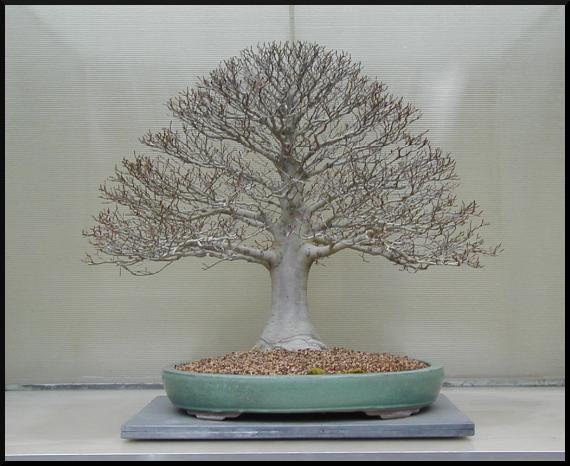 The same tree, photographed from the right height.