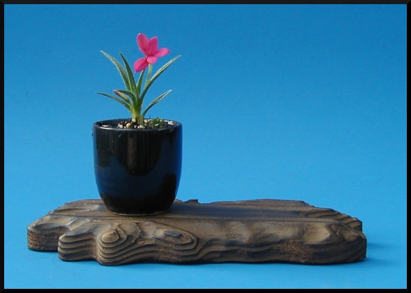 Rhodohypoxis