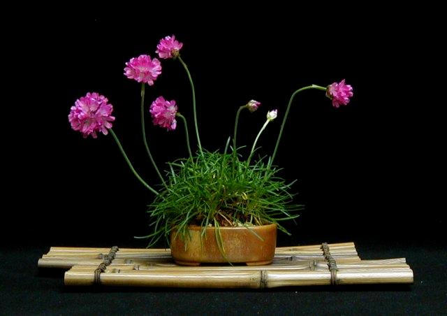 Sea thrift accent