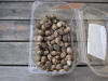 Graines de Ginkgo Biloba