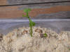 Jeune pousse de Ginkgo