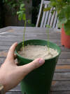 Pot Ginkgo