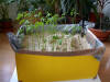 Germoir Ginkgo