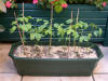 Jardinire Ginkgo