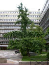 Ginkgo femelle