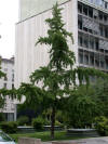 Ginkgo Mle